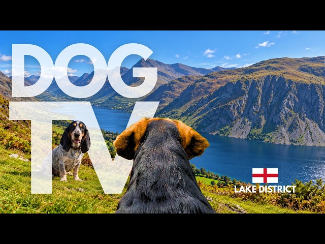 TheDogCam | 10hrs of Mountain Lake Virtual Dog Walks Through the Lake District 🐾🏔️ Dog POV