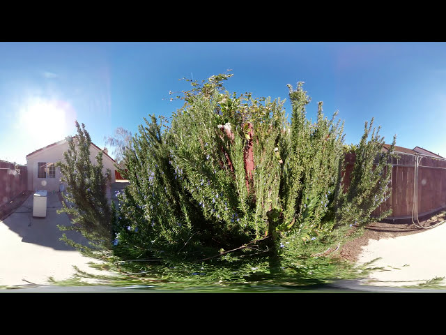 CALIFORNIASCAPES January 28, 2018 Wayland Bees