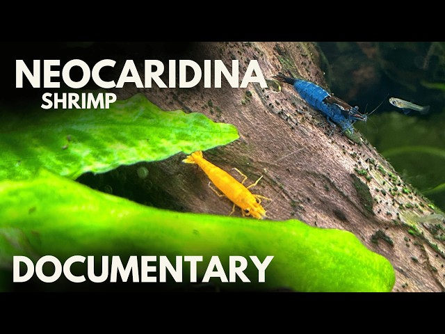 Neocaridina Davidi Shrimp Documentary & Care Guide
