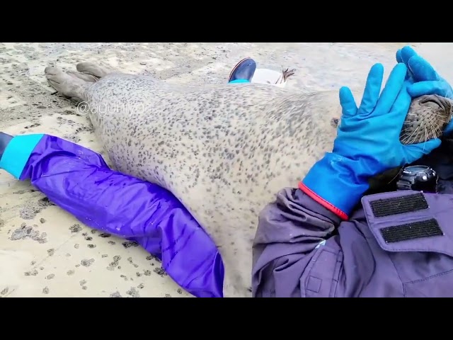 agu seal hug
