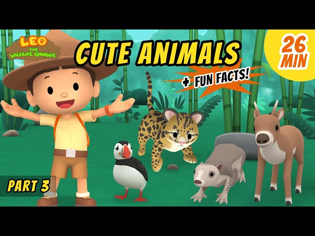 Cute Animals (Part 3/4) - Atlantic Puffin and more animal stories!