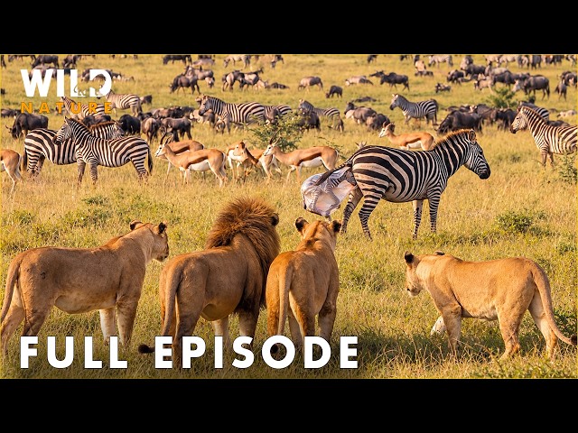 AFRICAN SAVANNAH | From Deserts to Grasslands | FULL EPISODE | Wildlife Documentary
