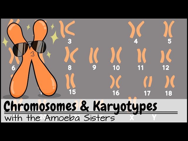 (OLD VIDEO) Chromosomes and Karyotypes