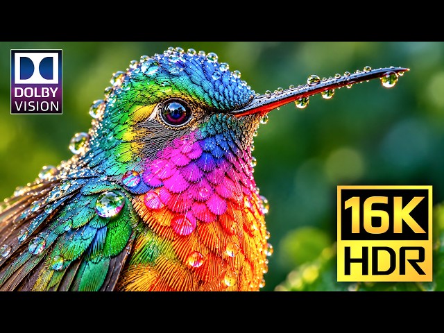 The Perfect OLED Display Test | 16K Dolby Vision HDR 120FPS (4K • 8K Ultra HD TV)
