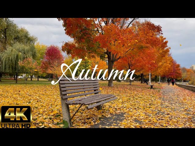 Breathtaking Autumn in Canada | Golden Leaves & Peaceful Nature Walk [4K]