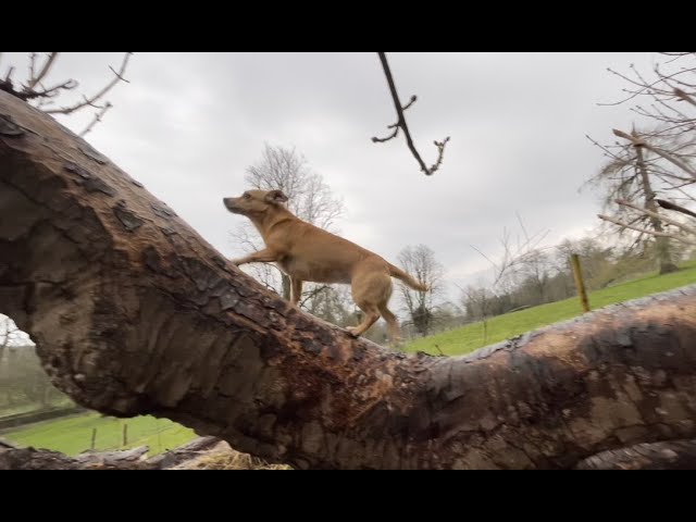 Checked Carl’s plantation, dogs climbed trees & created steps in woodland