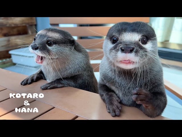 Otter Squad’s Wild Summer River Adventure!
