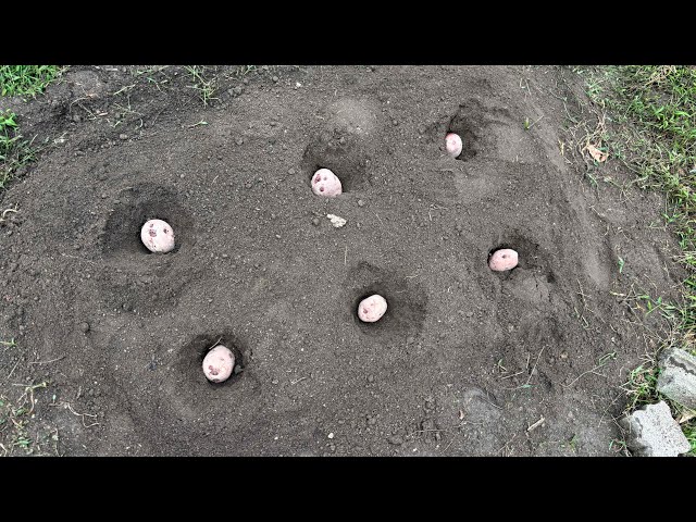2026年9月18日 秋ジャガイモ🥔(アンデスレッド)植えましたー
