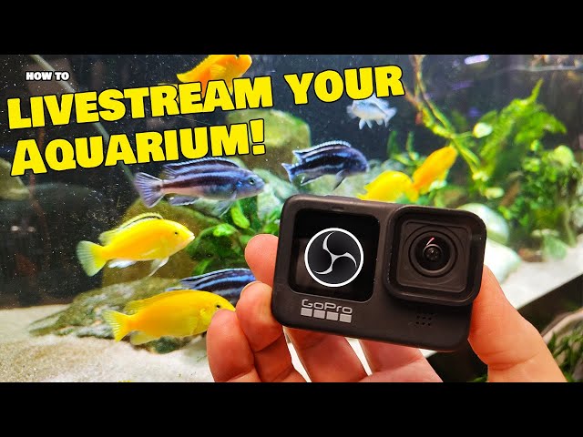 Live Streaming Your Aquarium Wirelessly | The Method That Actually Works