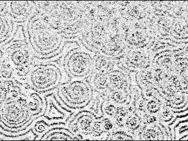 Pattern formation in slime mold Dictyostelium discoideum
