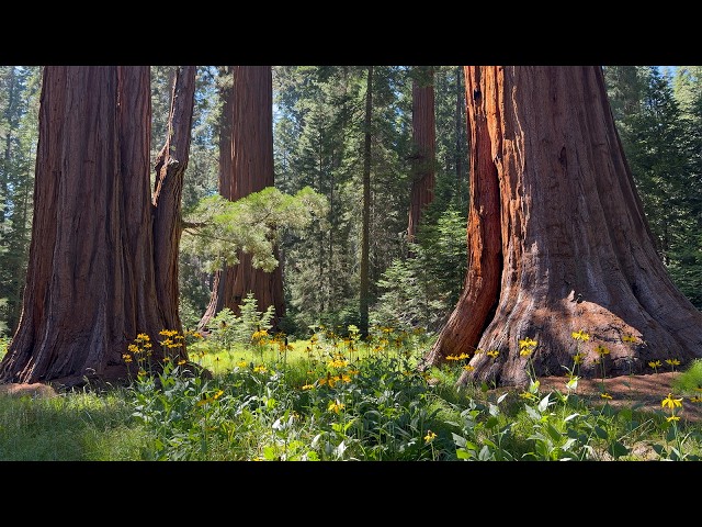 Sequoia National Park: The Largest Tree on Earth (8K 3D VR Video)