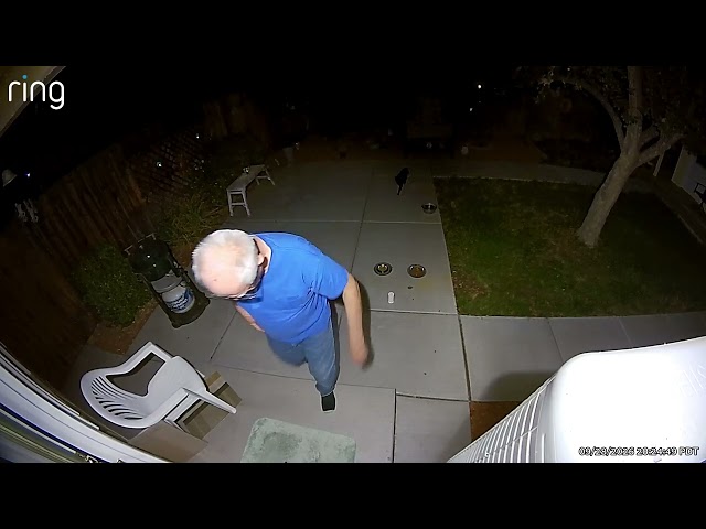 Backyard Cats Invading My Yard – Ring Camera Footage