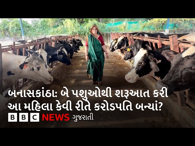 બનાસકાંઠા: પશુપાલનથી કેવી રીતે કરોડપતિ બન્યાં આ મહિલા? ચાર પરિવારોને પણ આપે છે રોજગારી