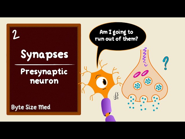Neuronal Synapses | Part 2/4 | Presynaptic Neuron | Neurotransmitter Release | Neurophysiology