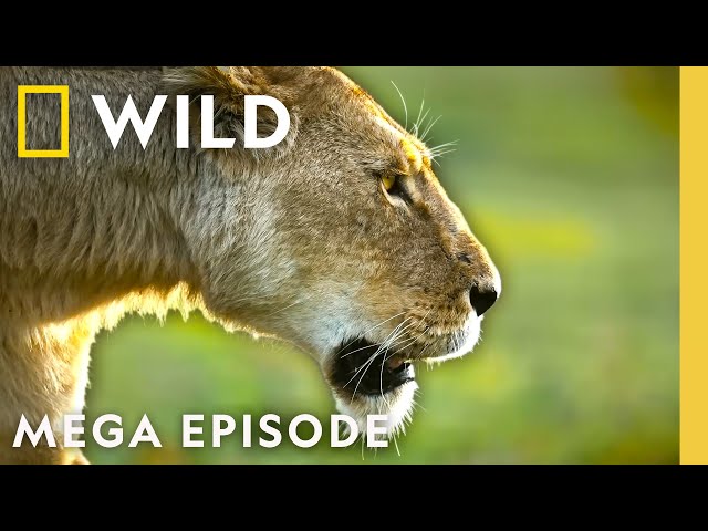Queens: Animal Kingdom Royalty | MEGA EPISODE | Nat Geo Animals