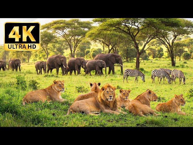Peaceful African Wildlife in 4K | Calm Animal World in Nature
