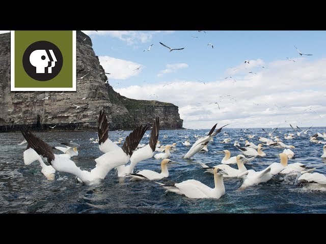 Hungry Birds Are Super Divers