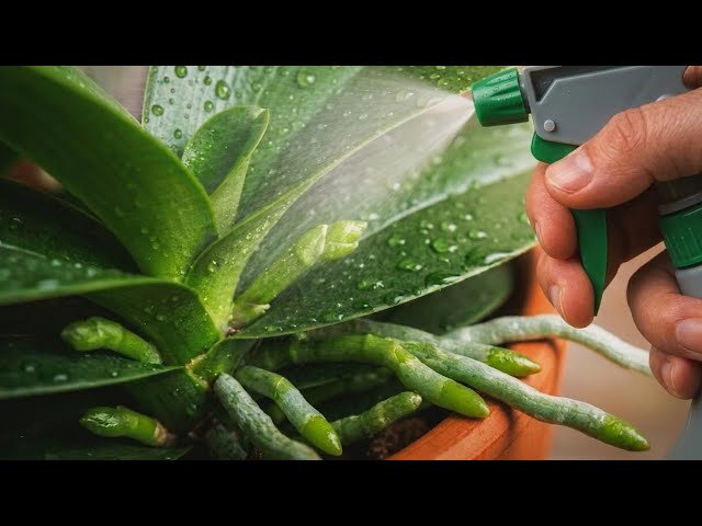 Forget Fertilizer! This Secret Helps Orchids Root and Bloom Year-Round!