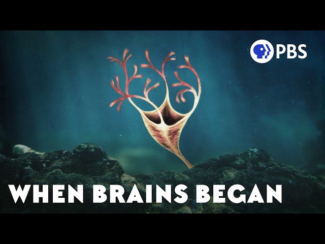 How Brawn Led to Brains