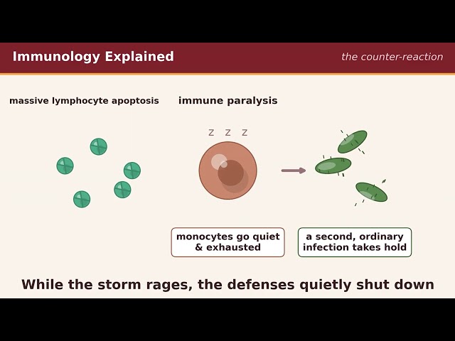 Why Your Immune System Overreacts: The Immunology of Sepsis and Cytokine Storm