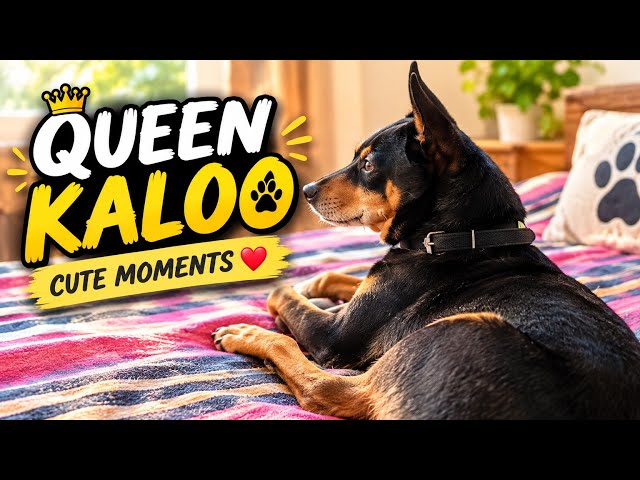 🐕The secret to 💥why my 8 year old dog looks so young,#dogi🐕#kaloo#8#saal#scret🤣