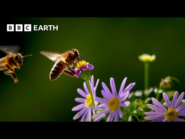 The Unexpected Benefits of Rewilding Your Garden | Speed & Scale | BBC Earth