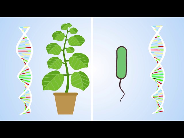 Plants have an immune system… and it’s complicated