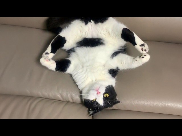 The Hilarious Cats Video of 2026 Was Definitely Worth the Wait!🤣
