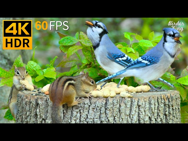 КОШКА ТВ 😺🐦 Забавные белки и птицы 🐿 Игры для кошек 4K HDR