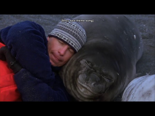 man plays with some thicc seal pups [Part 1.1]