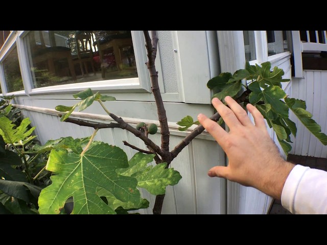 The Broken Tree: What to Do...