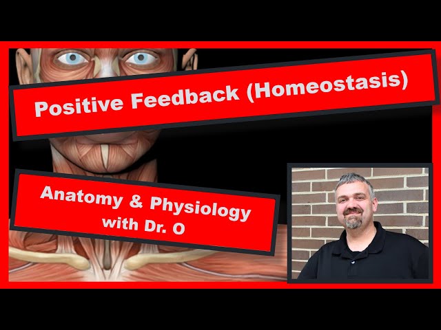 Positive Feedback in Homeostasis:  Anatomy and Physiology