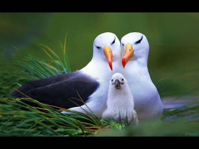 Wildlife Animals. Collection in 4K /8K ULTRA HD / 8K TV