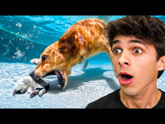 Animals Saving Each Other!