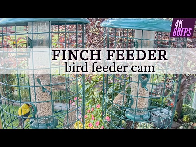 Relax with Nature: Live Canadian FINCH Cam in 4K
