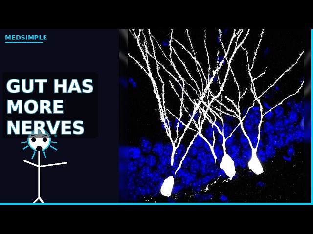 Your Gut Beats Your Spine in Neurons