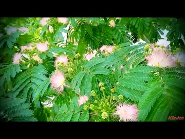 #Tree #Albizia Lankaran / #Silk tree. / #Baum #Albizia Lankaran / #Seidenbaum.
