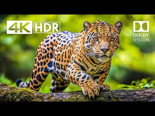 OLED Test Experience Like Never Before - 16K HDR Dolby Vision 120fps  (8K/4K Video ULTRA HD TV)