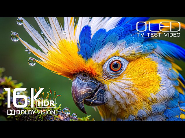 Most Stunning Dolby Vision 16K HDR 120fps | OLED Display test for 8K Video/4K Video ULTRA HD TV