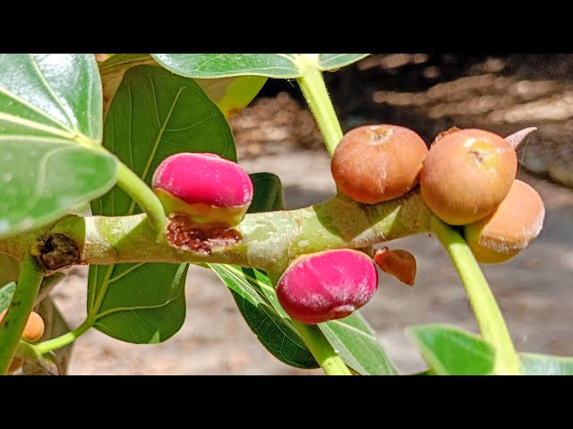 The Sacred Tree of Two Main World Religions has Big Tasty Fruits