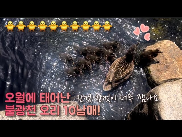 10 Ducklings at Bulgwangcheon Stream | Mother Duck's Reaction When Attacking Her Ducklings 🐥🦆 | S...