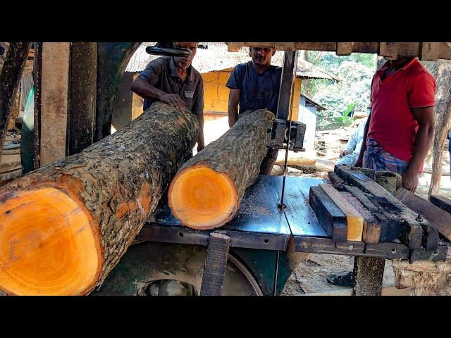 BIG WOOD CUTTING/ SAW MILL WOOD CUTTING PROCESS