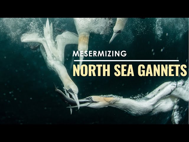 Diving with Gannets: Natures most majestic snorkelers