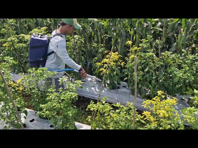 SMART FERTILIZER DRENCHING METHOD FOR MAXIMUM PLANT GROWTH - Agriculture farming