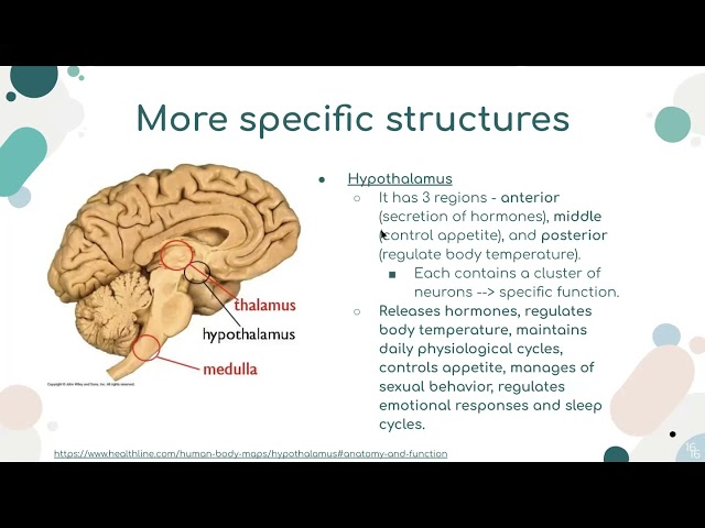 Neuroscience Crash Course | Synaptic Hacks 2021 | Simply Neuroscience