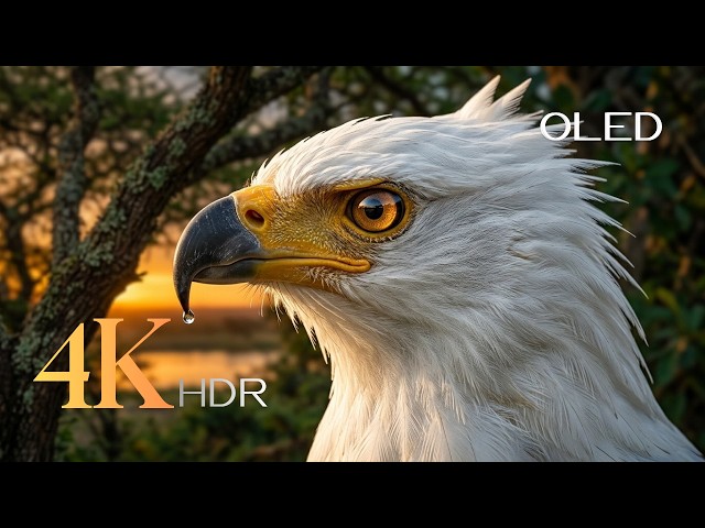 Soothing Symphony - 8K Ultra HD Cinematic Scenes & Powerful Soundtrack