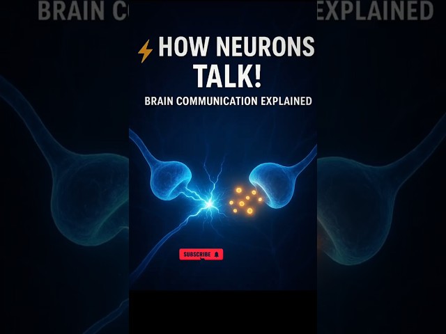 How Do Neurons Communicate?⚡Brain Signals Explained in 60 Seconds #neurons #humanbrain #neuroscience