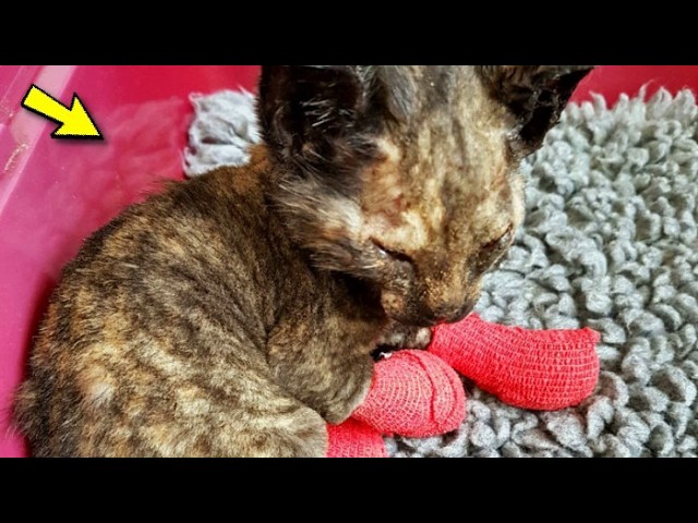 Veterinarians Wept Upon Seeing Him: Zero Chance of Survival—Yet He Achieved the Impossible!
