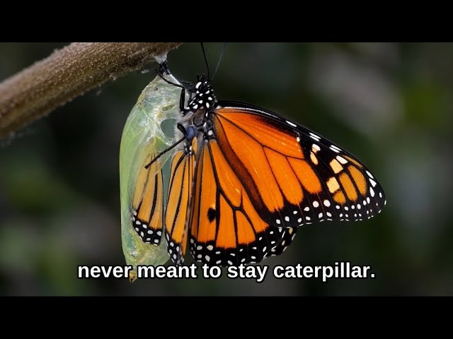 Metamorphosis Explained: One Genome, Two Lives #metamorphosis #butterfly #nature #documentary #life 