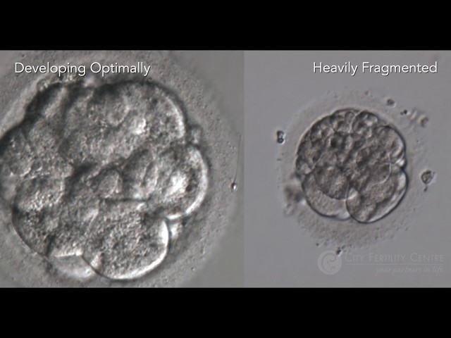 Optimal Embryo Development and Assessment